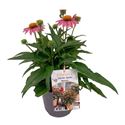 Bild von VP Echinacea P19 Rose